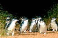 Phillip Island Penguins Private Tour, Melbourne