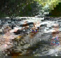 Daintree Rainforest Cape Tribulation Mossman Gorge Small-Group Day Tour - Gold Coast