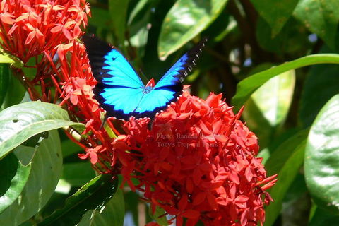 Daintree Rainforest, Cape Tribulation, Mossman Gorge Small-Group Day Tour - Gold Coast 2
