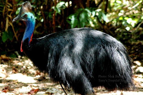 Daintree Rainforest, Cape Tribulation, Mossman Gorge Small-Group Day Tour - Gold Coast 3