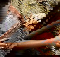 Ngana Julaymba Dungay - Full Day - Gold Coast