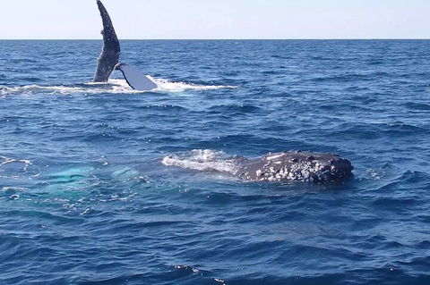 Noosa Whale Watching - Tourism Gold Coast 0