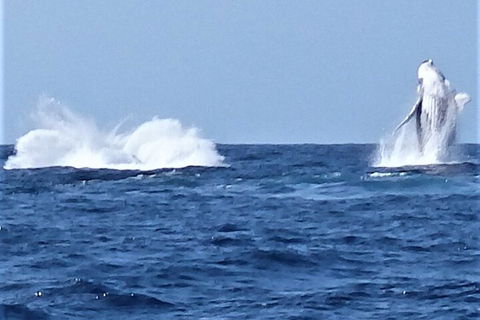 Noosa Whale Watching - Tourism Gold Coast 3