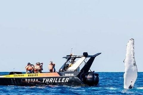Noosa Whale Watching - Tourism Gold Coast 4