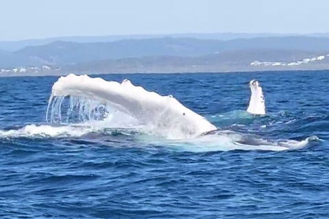 Noosa Whale Watching - Tourism Gold Coast 5
