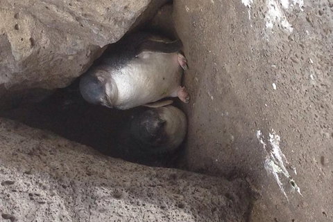 Food Tour Melbourne - St Kilda - Gold Coast 3