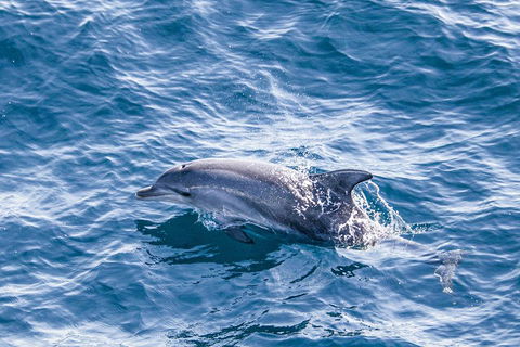 All Inclusive Dolphin And Tangalooma Wrecks Cruise - Tourism Gold Coast 1
