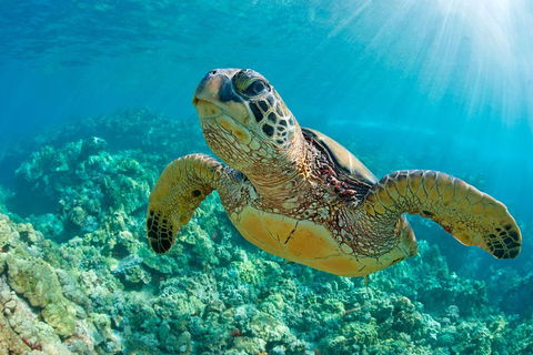 All Inclusive Dolphin And Tangalooma Wrecks Cruise - Tourism Gold Coast 3
