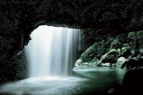 Natural Bridge Glow Worm Night Tour From Gold Coast - Tourism Gold Coast 0