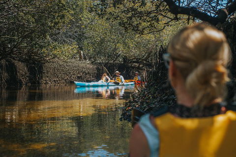 Kayak Tour In Adelaide Dolphin Sanctuary - Tourism Gold Coast 0