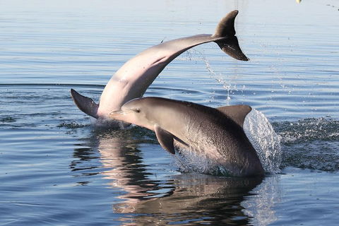 Kayak Tour In Adelaide Dolphin Sanctuary - Tourism Gold Coast 5