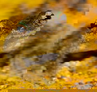 Daintree and Cape Tribulation Full Day Guided Tour - Gold Coast