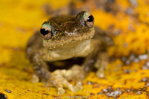 Daintree And Cape Tribulation Full Day Guided Tour - Gold Coast 0