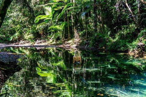 Daintree And Cape Tribulation Full Day Guided Tour - Gold Coast 1