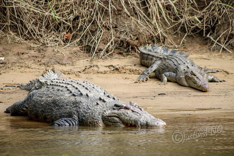 Daintree And Cape Tribulation Full Day Guided Tour - Gold Coast 3