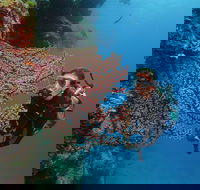 Silversonic Outer Great Barrier Reef Dive and Snorkel Cruise from Port Douglas - Gold Coast