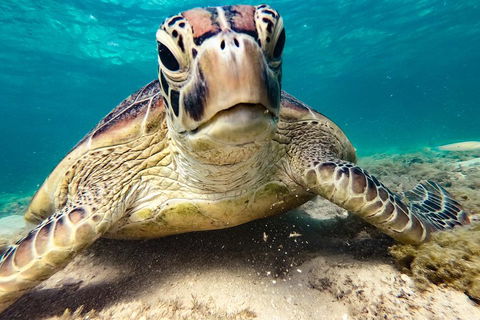 Sail, Snorkel, SUP & Kayak Charter Whitsundays - Tourism Gold Coast 0