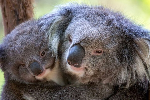 Half-Day Or Full-Day Tour With Private Guide From Melbourne - Gold Coast 1