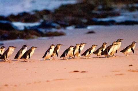 Half-Day Or Full-Day Tour With Private Guide From Melbourne - Gold Coast 5