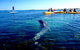 Penguin And Seal Islands Sea Kayaking Experience - thumb 0