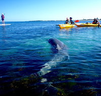 Penguin and Seal Islands Sea Kayaking Experience - Tourism Gold Coast