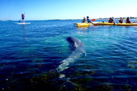 Penguin and Seal Islands Sea Kayaking Experience, Perth