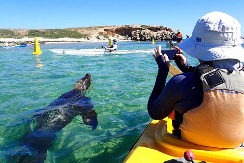 Penguin And Seal Islands Sea Kayaking Experience - Tourism Gold Coast 2