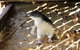 Penguin And Seal Islands Sea Kayaking Experience - thumb 3