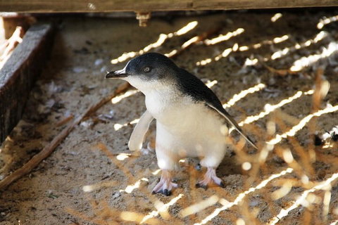 Penguin And Seal Islands Sea Kayaking Experience - Tourism Gold Coast 3