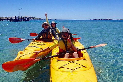 Penguin And Seal Islands Sea Kayaking Experience - Tourism Gold Coast 4