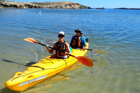 Penguin And Seal Islands Sea Kayaking Experience - Tourism Gold Coast 5