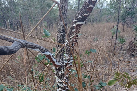 One Day Litchfield Park Adventures - Tourism Gold Coast 3