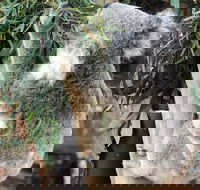 Private Blue Mountains and Wildlife Park Tour from Sydney with Barbecue Lunch - Tourism Gold Coast