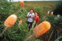Best of Perth Wildflower Season Day Trip