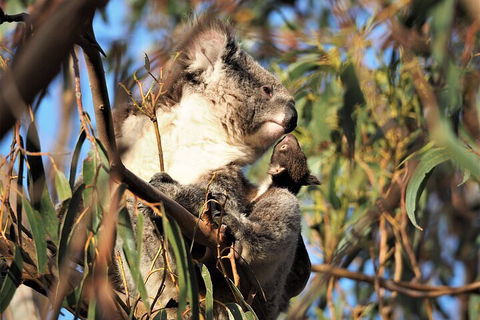 2-Hour Koala Walking Tour In Kangaroo Island - Tourism Gold Coast 1