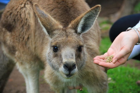 Phillip Island Penguin, Brighton Beach, Moonlit Sanctuary From Melbourne - Tourism Gold Coast 1