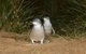 Phillip Island Penguin, Brighton Beach, Moonlit Sanctuary From Melbourne - thumb 2
