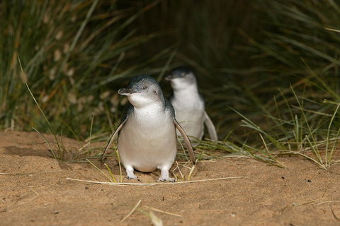Phillip Island Penguin, Brighton Beach, Moonlit Sanctuary From Melbourne - Tourism Gold Coast 2