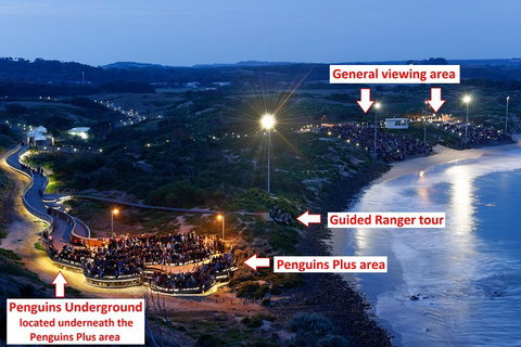 Phillip Island Penguin, Brighton Beach, Moonlit Sanctuary From Melbourne - Tourism Gold Coast 4