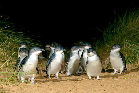 Phillip Island Penguin, Brighton Beach, Moonlit Sanctuary From Melbourne - Tourism Gold Coast 5