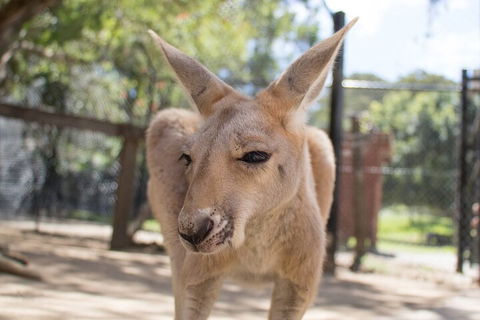 Currumbin Wildlife Sanctuary General Entry Ticket - Tourism Gold Coast 2