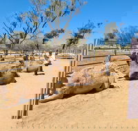 West MacDonnell Ranges Half-Day Small-Group Tour with Camel Ride - Tourism Gold Coast