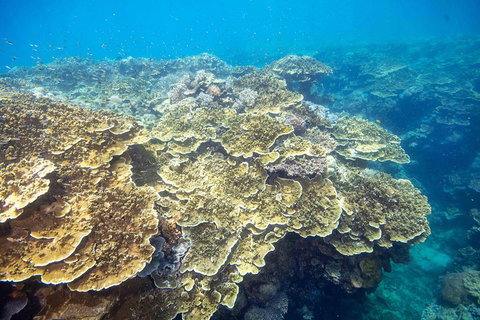 Scenic Helicopter Flight To Moore Reef And Return Snorkeling Cruise From Cairns - Tourism Gold Coast 2