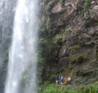 Springbrook National Park Discovery Full-Day Bushwalking Tour - Tourism Gold Coast