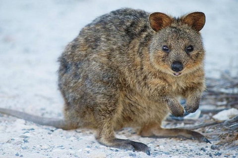Rottnest Island Bayseeker Day Trip From Perth - Tourism Gold Coast 2