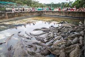 Hartley's Crocodile Adventures Day Trip from Palm Cove
