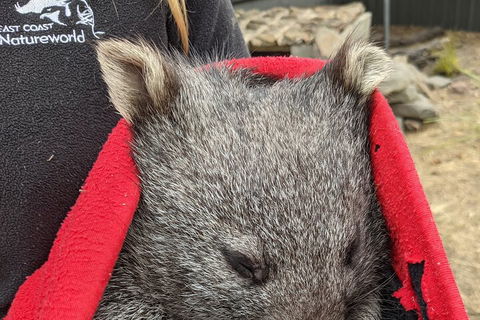 2-Day Tas East Coast Escape Tour Including Bay Of Fires, Wineglass Bay & Devils - Gold Coast 3