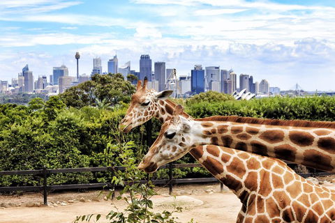 Go City | Sydney Explorer Pass With 20+ Attractions And Tours - Gold Coast 2