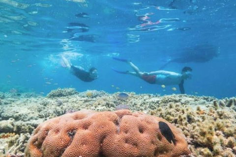 Great Barrier Reef Day Cruise To Reefworld - Tourism Gold Coast 1