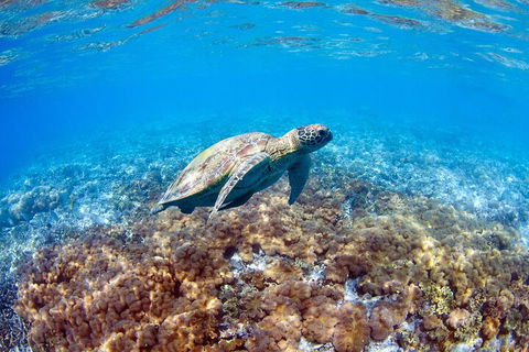 Great Barrier Reef Day Cruise To Reefworld - Tourism Gold Coast 5